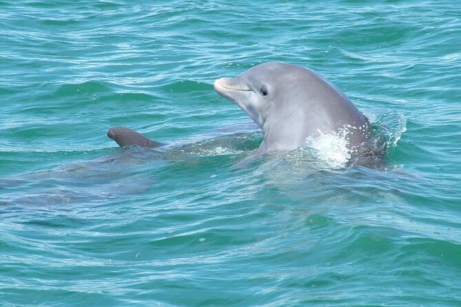 Shallow Water Snorkeling and Dolphin Watching in Key West - Final Thoughts