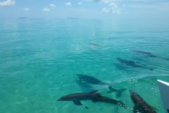 Shallow Water Snorkeling and Dolphin Watching in Key West - The Small-Group Advantage