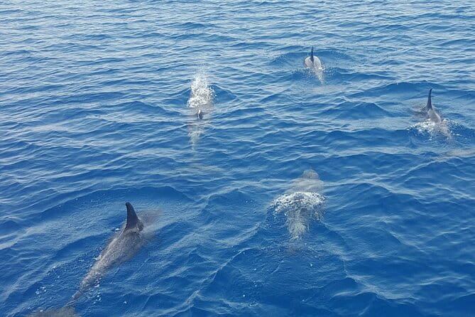 Key West Sunset Sail: Dolphin Watching, Wine, and Tapas - Frequently Asked Questions