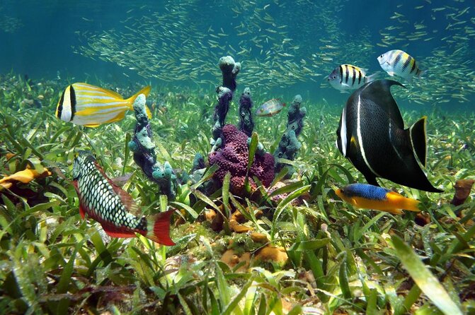 Island Adventure Eco Tour – Explore Key West’s Hidden Backcountry - An Authentic Backcountry Experience in Key West