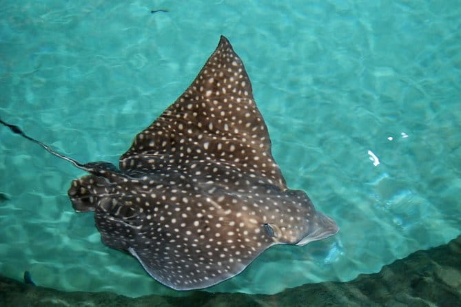 Shark and Wildlife Viewing Adventure in Key West - Who Should Consider This Tour?