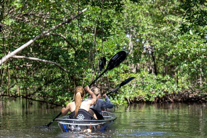 Clear Kayak Tour in North Miami Beach - Mangrove Tunnels - What Do Travelers Say?