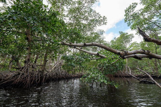 Clear Kayak Tour in North Miami Beach - Mangrove Tunnels - Who Would Love This Tour?
