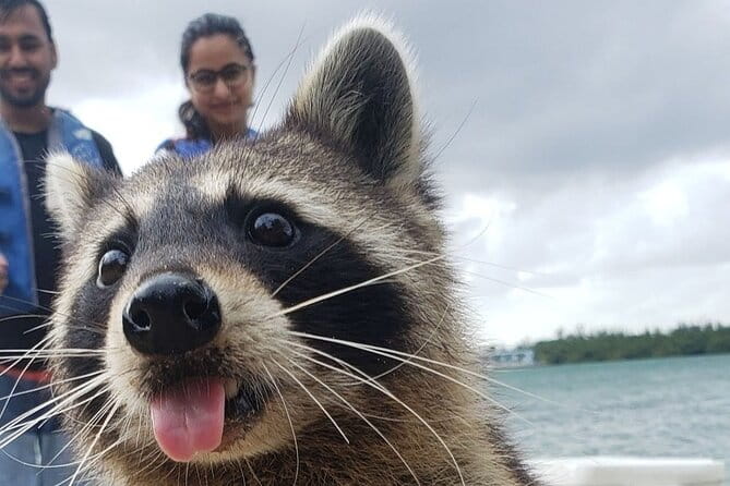 Raccoon Island Exploration on SUP/Kayak - What the Tour Covers: A Detailed Breakdown