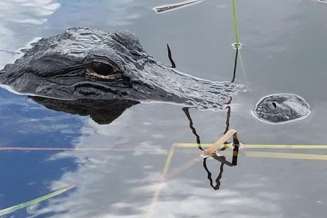 Half-day Everglades National Park Tour and 1-Hour Air Boat Ride - What the Tour Includes and What It Means for You