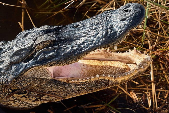 Half-day Everglades National Park Tour and 1-Hour Air Boat Ride - Practical Tips for Travelers