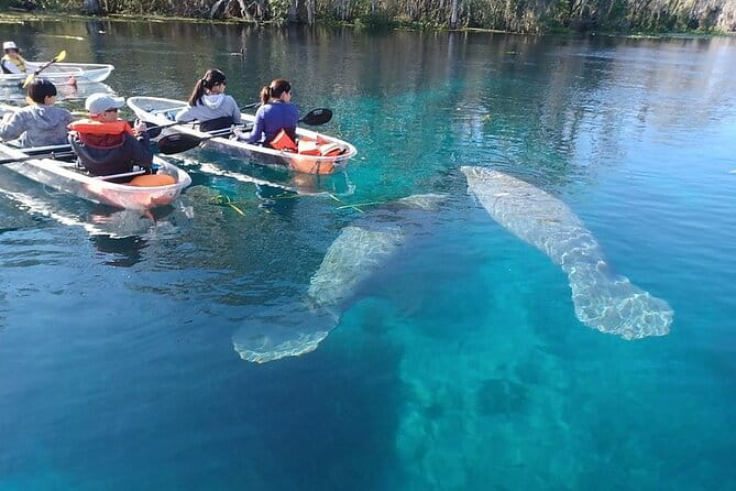 Clear Kayak or Paddleboard Manatee Adventure - The Itinerary and What You Can Expect