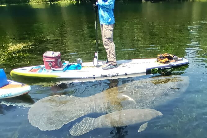 Clear Kayak or Paddleboard Manatee Adventure - Practical Tips for Your Paddle Adventure
