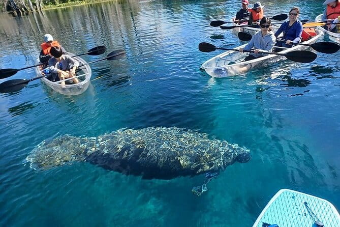 Clear Kayak or Paddleboard Manatee Adventure - Who Will Love This Tour?