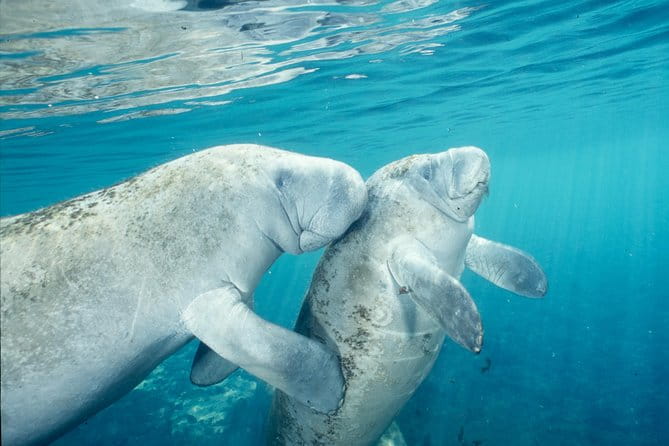 Manatee Swim and Wildlife Park with Upgrade Options from Orlando - FAQ