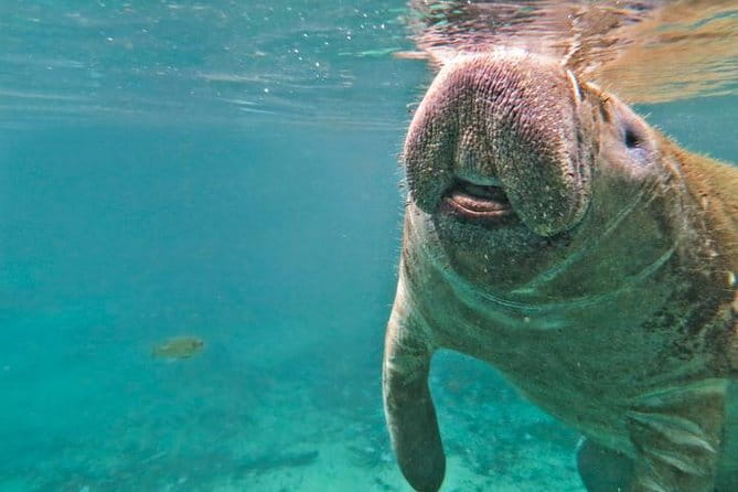Manatee Swim and Wildlife Park with Upgrade Options from Orlando - Authentic Traveler Insights