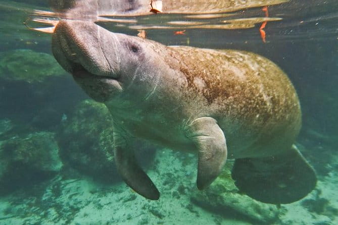 Manatee Swim and Wildlife Park with Upgrade Options from Orlando - The Sum Up: Who Will Love This Tour?
