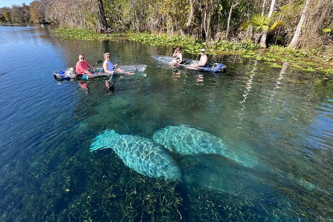 Silver Springs: Clear Kayak Wildlife Adventure - Detailed Itinerary and What to Expect