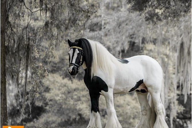 Gypsy Gold Horse Farm Tour - Getting to Know Gypsy Gold Horse Farm