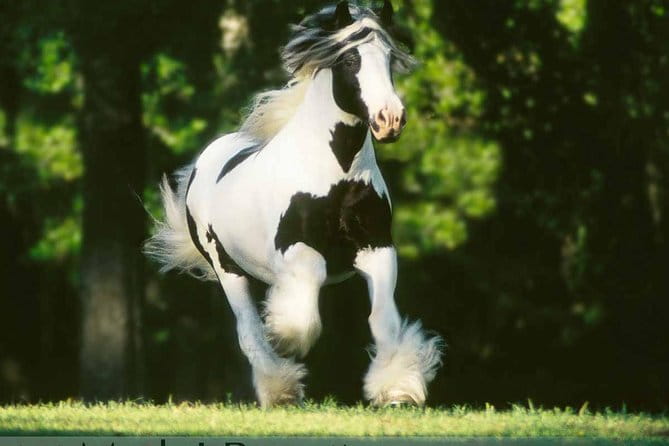 Gypsy Gold Horse Farm Tour - The Walk Through the Grounds