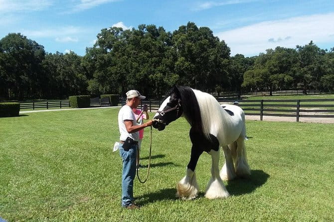 Gypsy Gold Horse Farm Tour - The Sum Up
