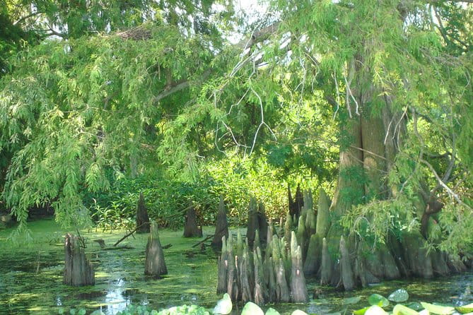 90 minute Everglades Airboat Tour near Orlando Florida - Considerations and Practical Tips