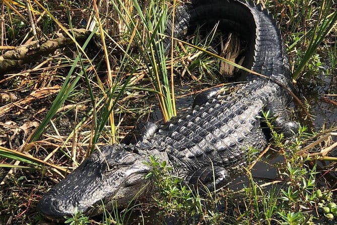 90 minute Everglades Airboat Tour near Orlando Florida - The Value of the Experience