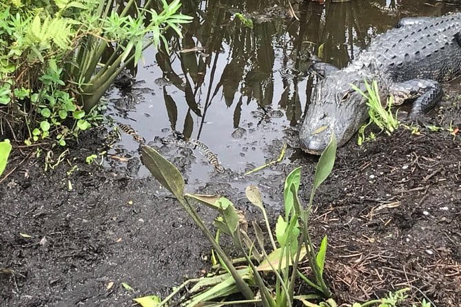 90 minute Everglades Airboat Tour near Orlando Florida - Who Should Consider This Tour?