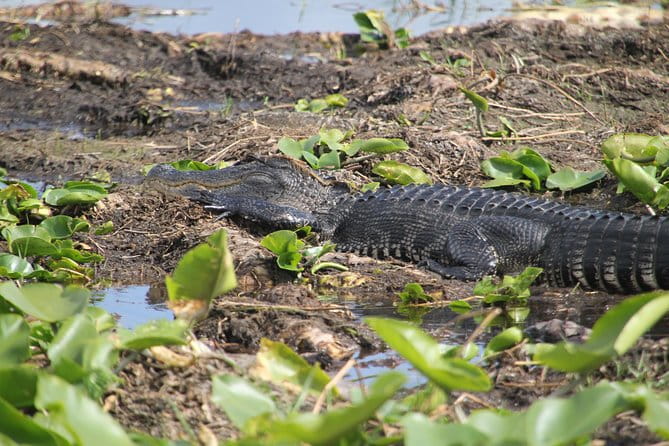 One-Hour Airboat Ride Near Orlando - Practical Details and Tips for Travelers