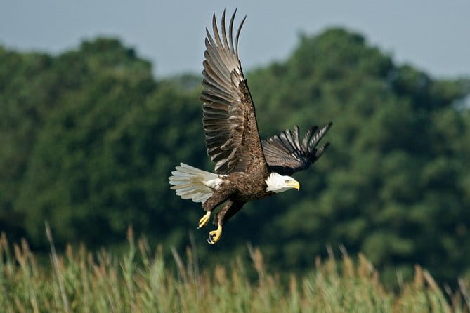 VIP Private Airboat Tour near Orlando - What the Tour Includes and How It Works