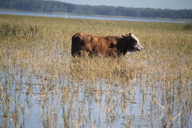 VIP Private Airboat Tour near Orlando - The Food and Other Extras