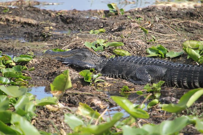 VIP Private Airboat Tour near Orlando - Who Should Consider This Tour?