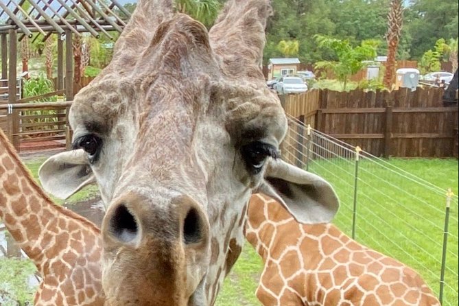 Wild Florida Drive-Thru Safari and Gator Park Admission - FAQs
