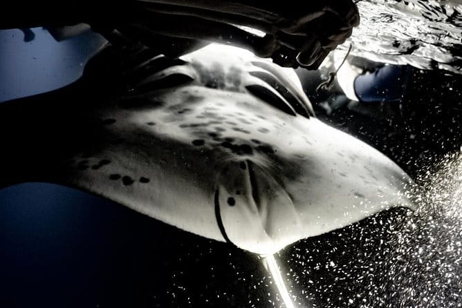 Sunset and Manta Ray Snorkel Adventure - Final Thoughts