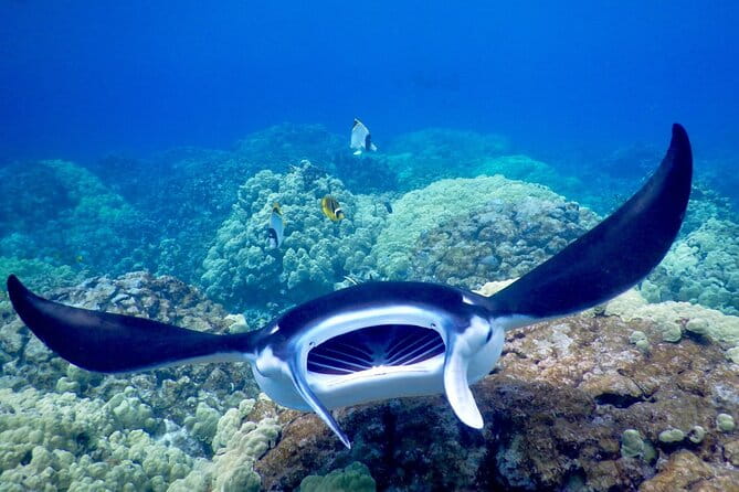 Late Night Manta Snorkel - Final Thoughts