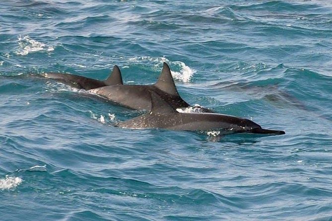 Deluxe Snorkel & Dolphin Watch Aboard a Luxury Catamaran from Kailua-Kona - Frequently Asked Questions