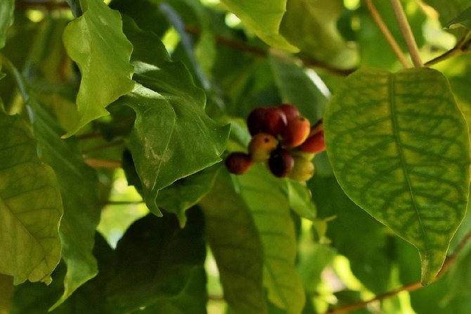Award Winning Farm Tour: Coffee, Chocolate and Unique Gifts - Frequently Asked Questions