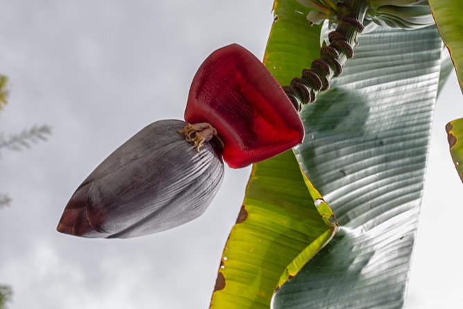 Award Winning Farm Tour: Coffee, Chocolate and Unique Gifts - Who Will Love This Tour?