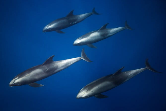 Kaimana Ocean Safari - FAQ