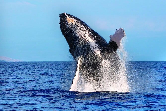 Whale Watching Tour: Whales Guaranteed in Kona Waikoloa - Price and Value Analysis