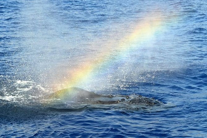 Whale Watching Tour: Whales Guaranteed in Kona Waikoloa - FAQs