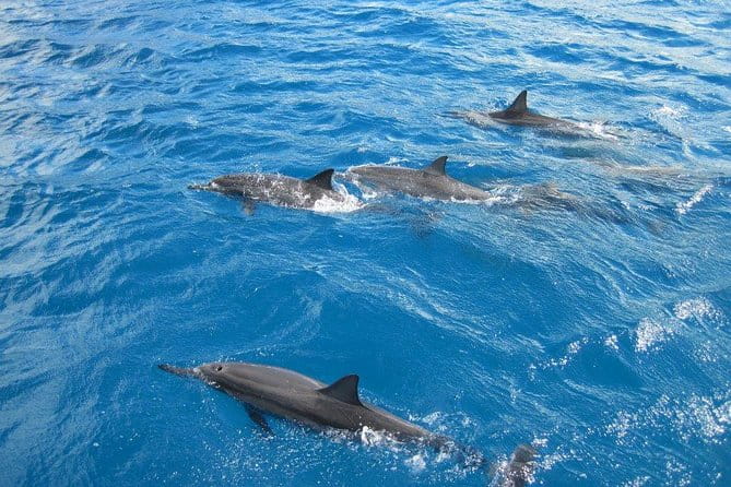 Waikoloa Catamaran Morning Snorkel Inluding Lunch - Discover the Waikoloa Catamaran Morning Snorkel Including Lunch: A Practical Review
