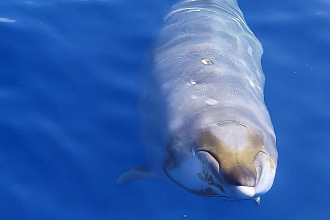 Guaranteed Dolphin and Whale Watch Tour in Kona - Pricing, Duration, and Value