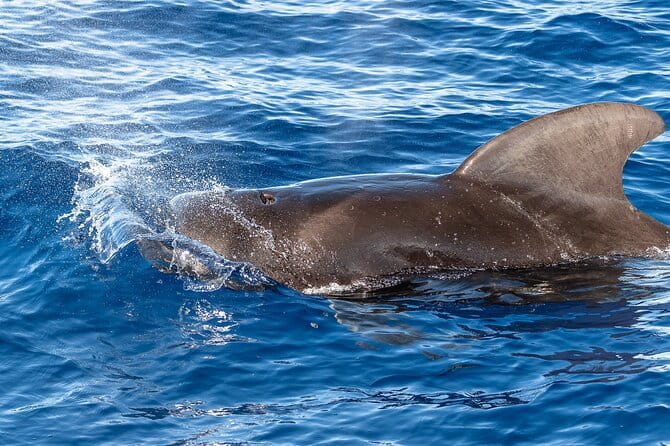Guaranteed Dolphin and Whale Watch Tour in Kona - FAQ