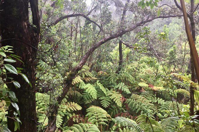 Big Island Volcano Adventure from Kona: Small Group - Who Should Consider This Tour?