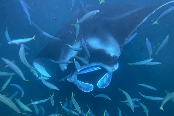 Manta Ray Snorkeling by Night in Kailua-Kona, Hawaii - Authentic Encounters and Reviews from Travelers