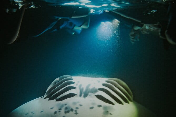 Manta Ray Snorkeling by Night in Kailua-Kona, Hawaii - Who Will Love This Tour?