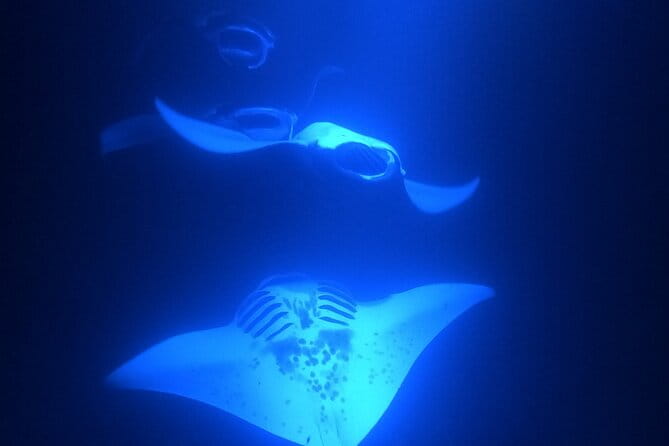Manta Ray Snorkeling by Night in Kailua-Kona, Hawaii - FAQ: Common Questions About the Tour