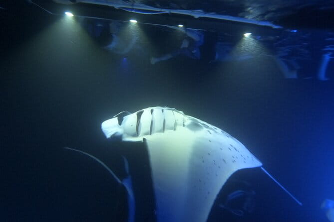 Manta Ray Snorkeling by Night in Kailua-Kona, Hawaii - Final Thoughts