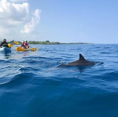 Guided Outrigger Canoe Tour in Kealakekua Bay - Final Thoughts