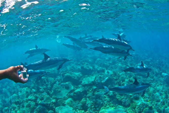 Kealakekua Bay Snorkeling Tour - 4 hour Kona Zodiac Adventure - FAQ