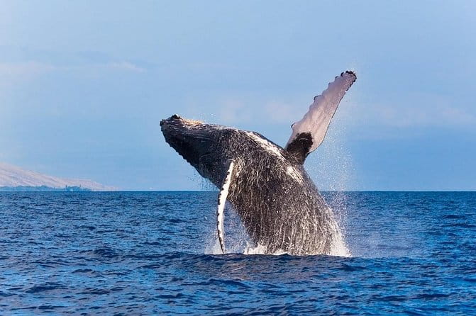 Zodiac Raft Whale Watching Adventure - FAQs