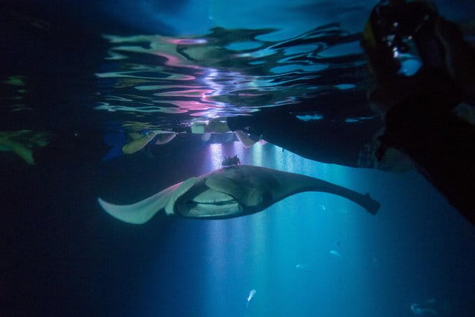 Manta Ray Night Snorkel Tour from Kona - Authentic Insights from Travelers