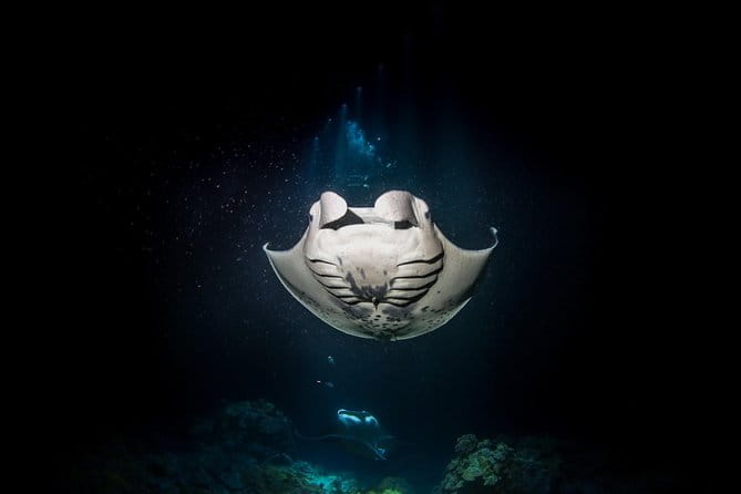 Manta Ray Night Snorkel Tour from Kona - Final Thoughts