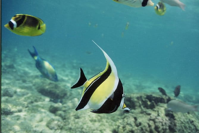 Glass-Bottom Boat Reef Tour - Who Should Consider This Tour?